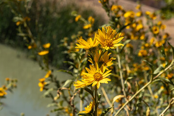 Wall Mural - yellow flowers in a field
