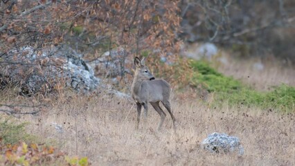 Wall Mural - Wild roe deer Capreolus capreolus in the wild. Close up.