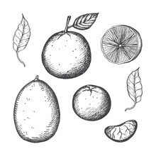 Citrus Fruits Hand Drawn Vintage Set With Lemon, Orange, Lime, Tangerine Vector Illustration On Isolated Background. Sketch With Engraving Of Citrous Tropical Plants Slices And Whole. Design Element 