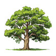 Hand Drawn Flat Color Sycamore Tree Illustration
