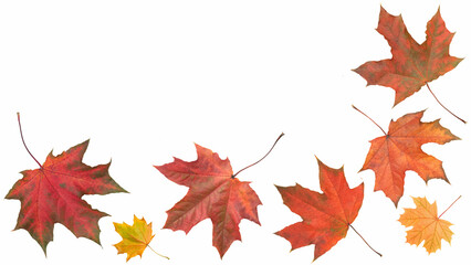 Poster - Autumn orange  leaves falling down Isolated on white background