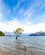 That tree in Lake Wanaka New Zealand