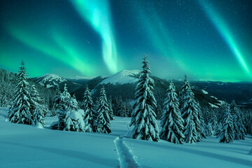 Wall Mural - aurora borealis. northern lights in winter forest. incredible nightscape with snow-laden conifers in
