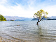 That tree in Lake Wanaka New Zealand