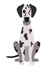 Wall Mural - dog dalmatian illustration