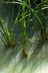 Wall Mural - green grass in the pond