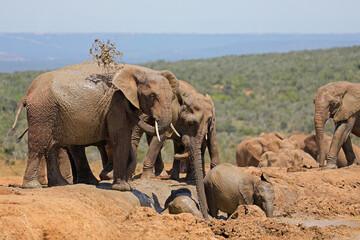 Canvas Print - Young African elephants (Loxodonta africana) playing in mud, Addo Elephant National Park, South Africa.