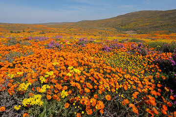 colorful spring blooming wildflowers, namaqualand, northern cape, south africa.