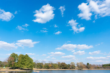 Wall Mural - low angle view of trees against blue sky