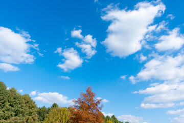 Wall Mural - low angle view of trees against blue sky