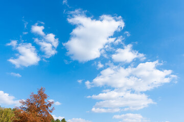 Wall Mural - low angle view of trees against blue sky
