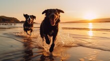 Dog Running On The Beach
