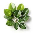 Ficus Leaves Isolated Whitephotorealistic, Hd , On White Background 