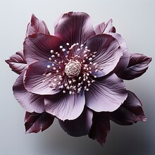 Spring Flower Deep Purple Flower Helleborus, Hd , On White Background 