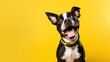Dog portrait on yellow background 