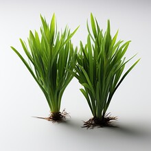 Two Stalks Green Grass Are Shown Against, Hd , On White Background 