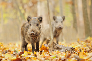 Wall Mural - baby wild boar in autumn forest. wildlife scene from nature