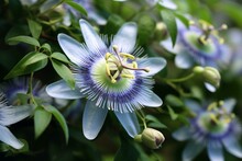 Blue Passionflower Climbing Plant. Generative AI