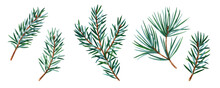 Branches Of Christmas Tree, Set Illustration Botanical Watercolor Style. Watercolor Illustration For Greeting Cards, Invitations, And Other Printing Projects
