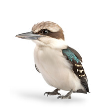 Side View Of A Kookaburra Bird With Standing Pose, Isolated On Transparent Background. 