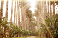Palm Alley At Royal Botanical Gardens In Kandy Sri Lanka. Asian Tropical Landscape Travel Scenery