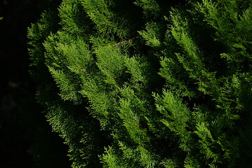 Poster - Chinese arborvitae ( Platycladus orientalis ). Cupressaceae evergreen coniferous tree native to China. In autumn, the cones turn from gray-blue to brown and then open.