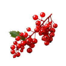 Red Berries For Christmas Decoration Isolated On White Background