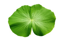 Elegant Lotus Leaf On White Or PNG Transparent Background.