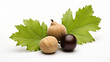 Isolated hazelnut and privet leaves on a white background