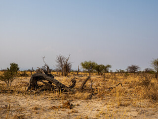 Canvas Print - Botswana