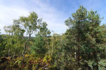 Sticker - Point of view in the Apremont gorges. Fontainebleau forest