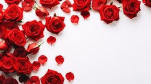 Red Roses Flowers And Petals Isolated On White Background. Valentine's Day Floral Frame Composition. Empty Copy Text Space. Advertisement, Banner, Card. For Template, Presentation.