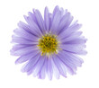 small lilac chrysanthemum flower on a white background.