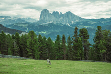 View of a cow with Langkofel (Sassolungo) in background, a mountain landscape on the Dolomites mountains, Val Gardena, South Tyrol, Trentino, Italy.