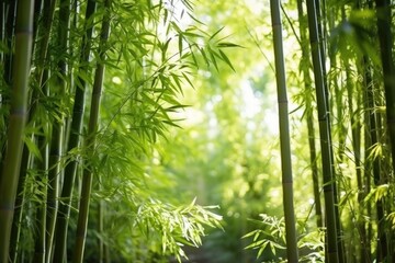 Poster - lush bamboo grove in the sunlight