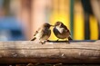 sparrows pecking at breadcrumbs on a park bench