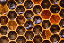 Patterned Honeycomb With Beeswax And Honey Bees