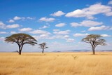 Fototapeta Sawanna - flat top acacia trees on the serengeti plains