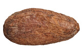 cocoa bean isolated close up macro