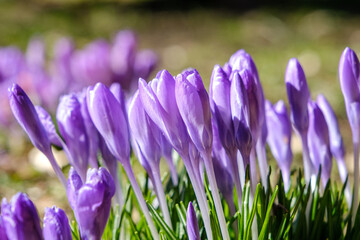 Wall Mural - Crocus spring flowers close-up move colorful