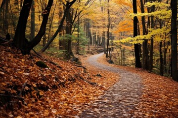 Canvas Print - crunchy autumn leaves covering a winding path in a forest