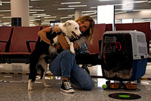 A Woman Holds A Dog, A Pet Carrier, Ready To Board An Airplane At The Airport. Relaxing With A Pet