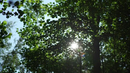 Wall Mural - Sunlight through a woodland tree canopy