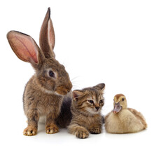 Rabbit With A Kitten And A Duckling.