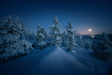 Midnight In Lapland: Frozen Forest Silhouettes Under Polar Night