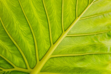 Detailed View Of Leaf Veins In Sunlight