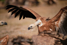 White And Brown Gryffon Vulture Landing On Ground