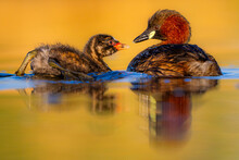 Little Grebe Bird With Chick In Pond
