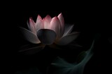 Black lotus flower in dark background. Nature leaf waterlily light plant. Generate Ai