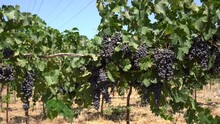 Cabernet Sauvignon Vineyard, Purple Grapes